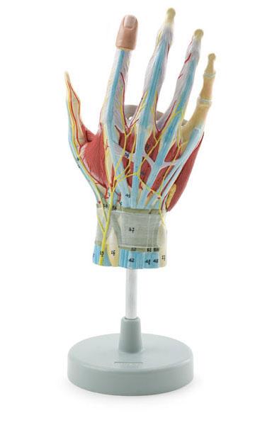 Regional Anatomy  Hand - 7 Parts